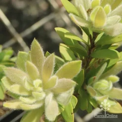 Callistemon Better John -NatureNest Shop apo better john new fluffy leaf