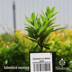Callistemon Better John -NatureNest Shop apo better john tubestock