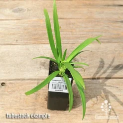 Agapanthus Bingo Blue -NatureNest Shop apo bingo blue agapanthus tubestock top