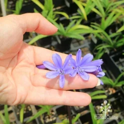 Agapanthus Bingo Blue -NatureNest Shop apo bingo blue floret size
