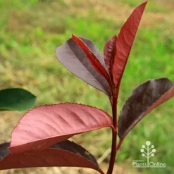 Photinia Black Jack -NatureNest Shop apo black jack photinia