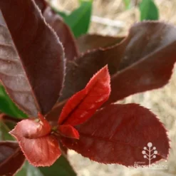 Photinia Black Jack -NatureNest Shop apo black jack photinia colour