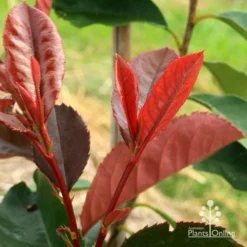Photinia Black Jack -NatureNest Shop apo black jack photinia new shoot