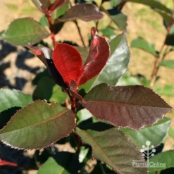 Photinia Black Jack -NatureNest Shop apo black jack photinia winter