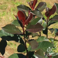 Photinia Black Jack -NatureNest Shop apo black jack winter