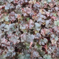 Heuchera Black Sea - Coral Bells -NatureNest Shop apo black sea heuchera carpet