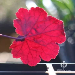 Heuchera Black Sea - Coral Bells -NatureNest Shop apo black sea heuchera leaf backlit