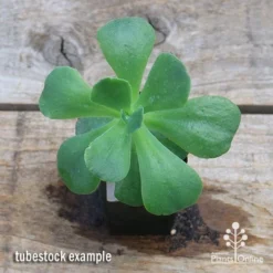 Echeveria Blue Curls - Succulent -NatureNest Shop apo blue curls tubestock top