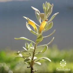 Eremophila Blue Horizon - Emu Bush -NatureNest Shop apo blue horizon eremophila flowers
