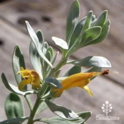 Eremophila Blue Horizon - Emu Bush -NatureNest Shop apo blue horizon flowers