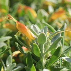 Eremophila Blue Horizon - Emu Bush -NatureNest Shop apo blue horizon july