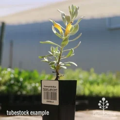Eremophila Blue Horizon - Emu Bush -NatureNest Shop apo blue horizon tubestock flowering