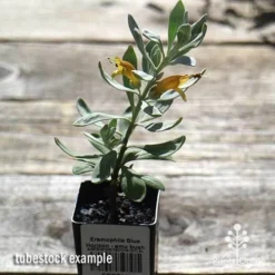 Eremophila Blue Horizon - Emu Bush -NatureNest Shop apo blue horizon tubestock top
