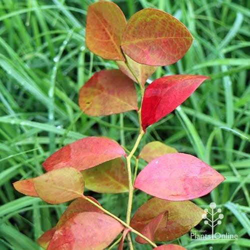 Blueberry Powder Blue 4 Blueberry Powder Blue - Image 4