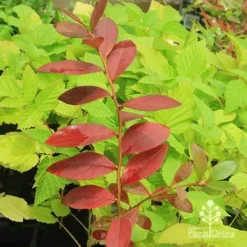 Blueberry Sunshine Blue -NatureNest Shop apo blueberry sunshine blue on raspberry