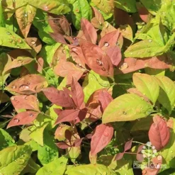 Nandina BLUSH­ -NatureNest Shop apo blush nandina spring colours
