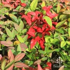 Nandina BLUSH­ -NatureNest Shop apo blush winter colours