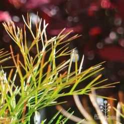 Grevillea Bon Accord 20 Grevillea Bon Accord -NatureNest Shop apo bon accord bronze foliage