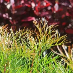 Grevillea Bon Accord 21 Grevillea Bon Accord -NatureNest Shop apo bon accord bronze foliage2