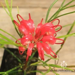 Grevillea Bon Accord 13 Grevillea Bon Accord -NatureNest Shop apo bon accord grevillea flower