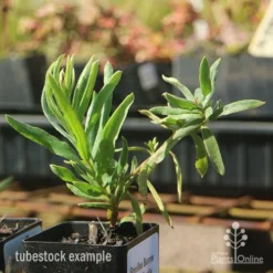 Grevillea Bonnie Prince Charlie -NatureNest Shop apo bonnie prince charlie grevillea tubestock