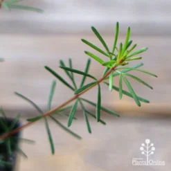 Boronia Clavata - Bremer Boronia -NatureNest Shop apo boronia clavata foliage