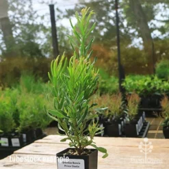Grevillea Bonnie Prince Charlie -NatureNest Shop apo bpc tubestock side