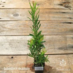 Grevillea Bonnie Prince Charlie -NatureNest Shop apo bpc tubestock tall