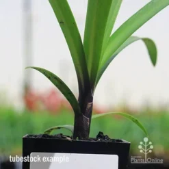 Agapanthus Buccaneer -NatureNest Shop apo buccaneer purple stem