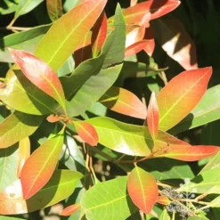 Buckinghamia - Ivory Curl Flower -NatureNest Shop apo buckinghamia leaf colour august