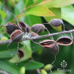 Buckinghamia - Ivory Curl Flower -NatureNest Shop apo buckinghamia seedpods