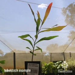 Buckinghamia - Ivory Curl Flower -NatureNest Shop apo buckinghamia tubestock