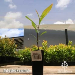 Buckinghamia - Ivory Curl Flower -NatureNest Shop apo buckinghamia tubestock 1