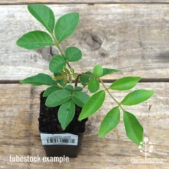 Burdekin Plum - Pleiogynium -NatureNest Shop apo burdekin tubestock top