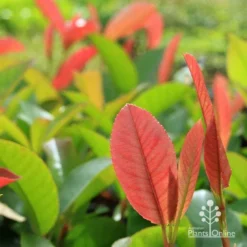 Photinia Burgundy Beauty 7 Photinia Burgundy Beauty -NatureNest Shop apo burgundy beauty photinia backlit