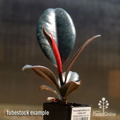 Ficus Elastica Burgundy - Rubber Plant -NatureNest Shop apo burgundy rubber plant tubestock