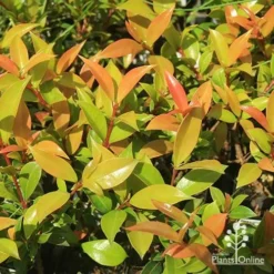 Syzygium Bush Christmas - Lilly Pilly -NatureNest Shop apo bush christmas foliage