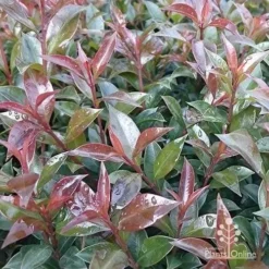 Syzygium Bush Christmas - Lilly Pilly -NatureNest Shop apo bush christmas foliage colour