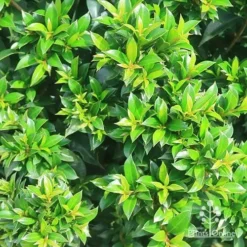Syzygium Bush Christmas - Lilly Pilly -NatureNest Shop apo bush christmas syzygium foliage