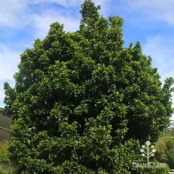 Syzygium Bush Christmas - Lilly Pilly -NatureNest Shop apo bush christmas syzygium nursery