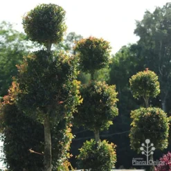 Syzygium Bush Christmas - Lilly Pilly -NatureNest Shop apo bush christmas topiaries