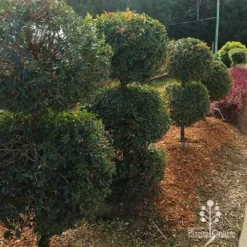 Syzygium Bush Christmas - Lilly Pilly -NatureNest Shop apo bush christmas topiary balls