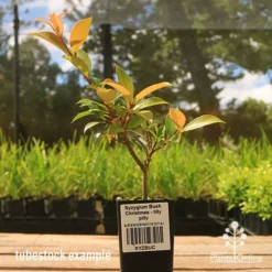 Syzygium Bush Christmas - Lilly Pilly -NatureNest Shop apo bush christmas tubestock