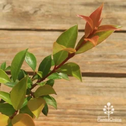 Syzygium Bush Christmas - Lilly Pilly -NatureNest Shop apo bush christmas tubestock colour