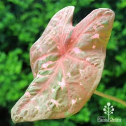 Caladium Raspberry Ripple - Angel Wings -NatureNest Shop apo caladium raspberry ripple leaf