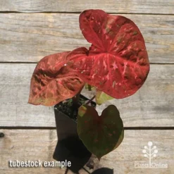 Caladium Raspberry Ripple - Angel Wings -NatureNest Shop apo caladium raspberry ripple tubestock top