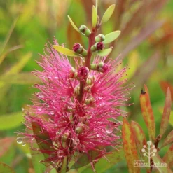 Callistemon Candy Burst -NatureNest Shop apo callistemon candy burst autumn