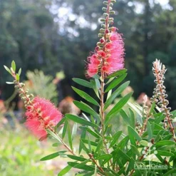 Callistemon Candy Burst -NatureNest Shop apo callistemon candy burst bush backlit