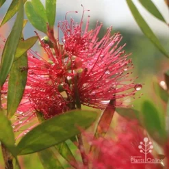 Callistemon Candy Burst -NatureNest Shop apo callistemon candy burst dewdrop