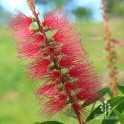 Callistemon Candy Burst -NatureNest Shop apo callistemon candy burst flower close
